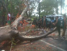 Pohon Besar Tumbang Timpa 2 Pemotor di Cirebon, 1 Tewas 