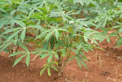 Ingin Produksi ASI Banyak? Konsumsi Daun Ubi Jalar