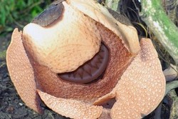 Cuma 3 Hari! Bunga Rafflesia di Kebun Raya Bogor Kembali Mekar