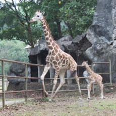 Taman Safari Prigen II Miliki Jerapah Baru