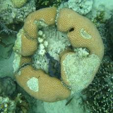 Habitat Karang Laut Pulau Sepanjang Tercemari Bulu Babi