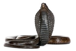 Racun Ular Berbisa Ditengarai Dapat Obati Kanker Kulit