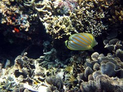 Menjangan, Jawaban Bagi Para Pencari Ketenangan di Bali