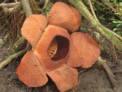 Ini Dia Bentuk Bunga Rafflesia Patma yang Langka