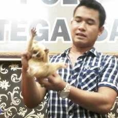 6 Ekor Kukang Diamankan dari Dua Pedagang Satwa Langka