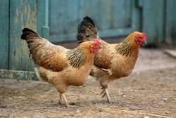 Ini yang Bikin Ayam Kampung Lebih Sehat Daripada Ayam Broiler
