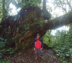 Batu Gajah Gunung Seulawah Agam