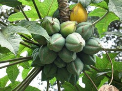 Mencicipi Buahnya Para Dewa di Dieng