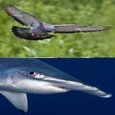 9 Binatang yang Memiliki Indera Keenam