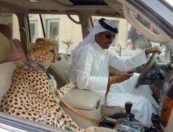 Wow, Pengendara Ini Ajak Cheetah Naik Lexus LX470