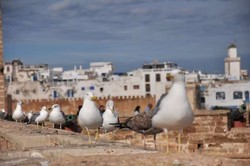 Essaouira, Kota Kecil Paling Cantik di Maroko