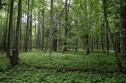 Grup Djarum dan 5 Investor Garap Hutan Tanam Industri Rp 22,92 Triliun