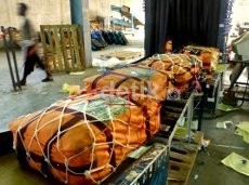 5 Kasus Tikus Bagasi Bandara Indonesia yang Pelakunya Ditangkap