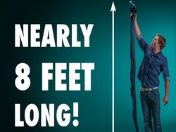 Wouw! Permen Ular Phyton Ini Panjangnya 244 cm!