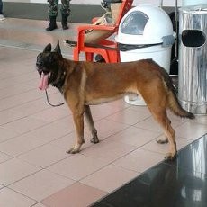 Berkenalan dengan Si Malinois di Indo Defence Expo 2012