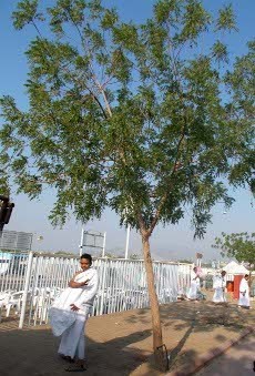 Menengok Jejak Soekarno di Padang Arafah