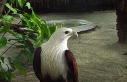 Ini Dia Si Ganteng Maskot Jakarta