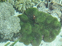 Ssst! Mereka Bersembunyi di Raja Ampat