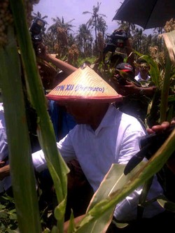 Pakai Caping, Dahlan Iskan Ikut Panen Sorgum di Banyuwangi