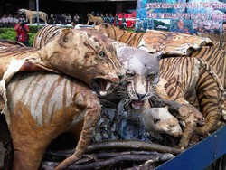 15 Harimau, 2 Beruang, dan 22 Cendrawasih Awetan Dimusnahkan Kemenhut