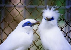 Aktivis Sesalkan Pembakaran 1.500 Ekor Burung Jalak di Sumut