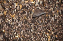 Menjelajah Gua Batman di Tuban