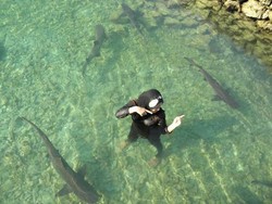 Ngeri-ngeri Asyik! Berenang Bareng Hiu di Karimunjawa