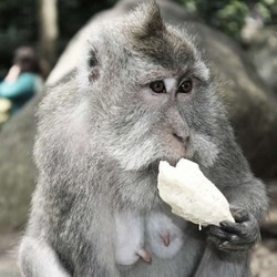 Gemas! Melihat Aksi Monyet-monyet Lucu di Monkey Forest Ubud