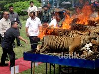 258 Satwa Langka Ilegal yang Diawetkan Dibakar