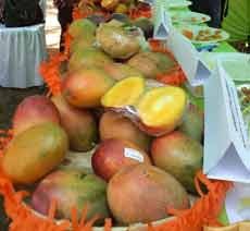 Varietas Baru Mangga Garifta Unggul Telah Ditemukan