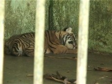 Harimau Sumatera di Medan Kembali Lahirkan 3 Anak