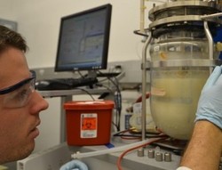 Gula Bakal Bisa Jadi Campuran Solar