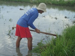 Orang Tua Bekerja Keras Untuk Demi Biaya Kuliah Saya