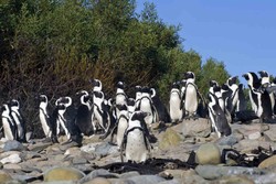 Tolong! Kota Ini Diserbu Penguin