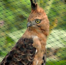 Bebas! Dokjali Si Elang Jawa Dilepas di Lereng Gunung Slamet