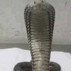 Thailand Gagalkan Penyelundupan 600 Ekor Ular Kobra