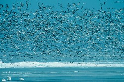 Aneh Tapi Nyata, Ada Hujan Burung di Inggris