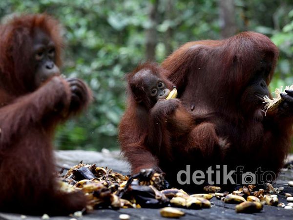 Lucunya Lihat Langsung Orangutan Sarapan di Hutan