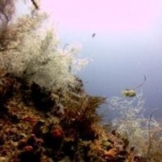 Mau Tahu Dimana Kekayaan Laut Terbesar di Dunia?