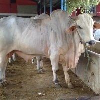 Sabar, Lonjakan Harga Daging Sapi Hanya Sementara