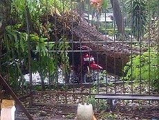 Pohon Tumbang di Senayan Timpa Motor