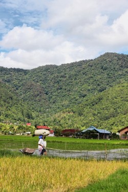 Kamang, hijau nan memukau