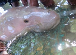 Wah! Warga Fakfak Pelihara Ikan Duyung