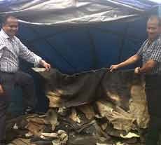 12 Ton Kulit Sapi Berdokumen Palsu Diamankan