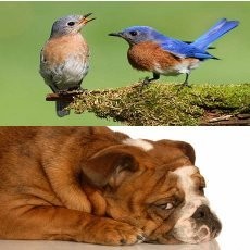 Uniknya! 5 Hewan Ini Punya Naluri Seperti Manusia