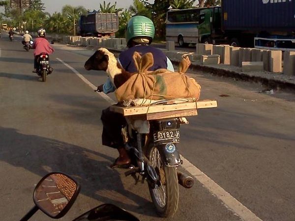 Ojek Khusus Kambing