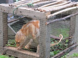  Ini Dia Kuskus Tutul Khas Papua yang Bikin Gemas!