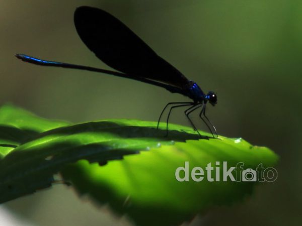 Mengintip Koleksi Flora dan Fauna Gunung Slamet