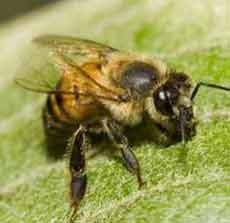 Bocah 6 Tahun Tewas Tersengat Tawon, Duh!