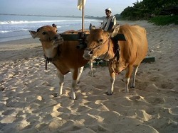 Ketika Sapi Membajak Pasir di Pantai Muaya Jimbaran